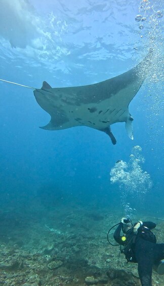 Picture 24 for Activity Nusa Penida: PADI Open Water Package with 2 Night Stay 4
