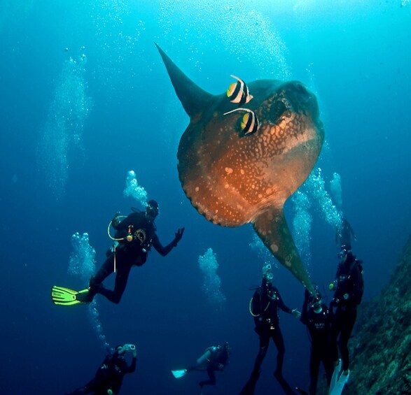 Divers swimming with a large stingray in the ocean. 1