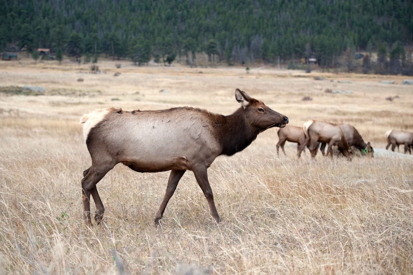 A large elk in a grassy field with a forest in the background. 4