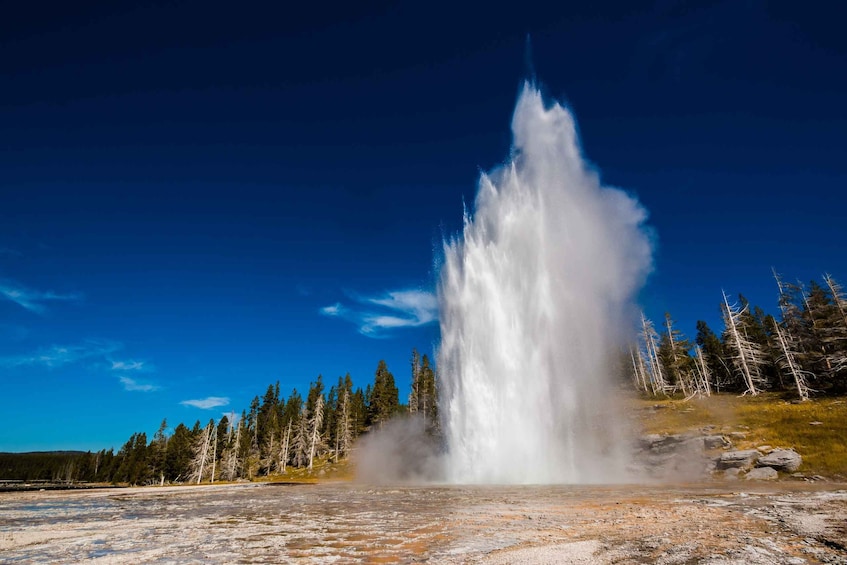 A geyser erupting with a clear sky and a forest in the background. 2