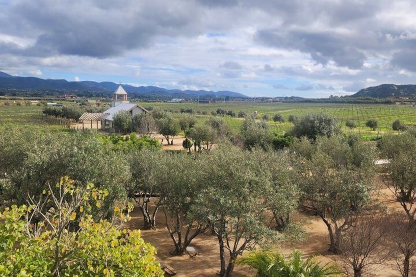 A vineyard with rows of grapevines, a small building, and distant mountains under a cloudy sky. 4