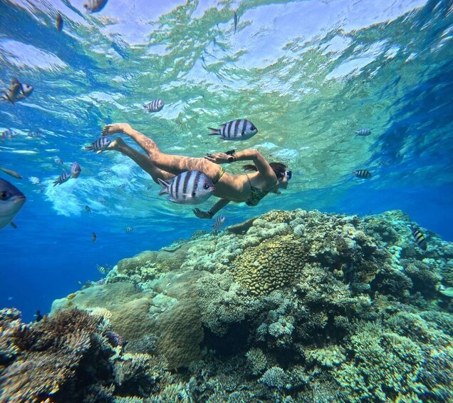 A person snorkeling among a coral reef with fish. 5