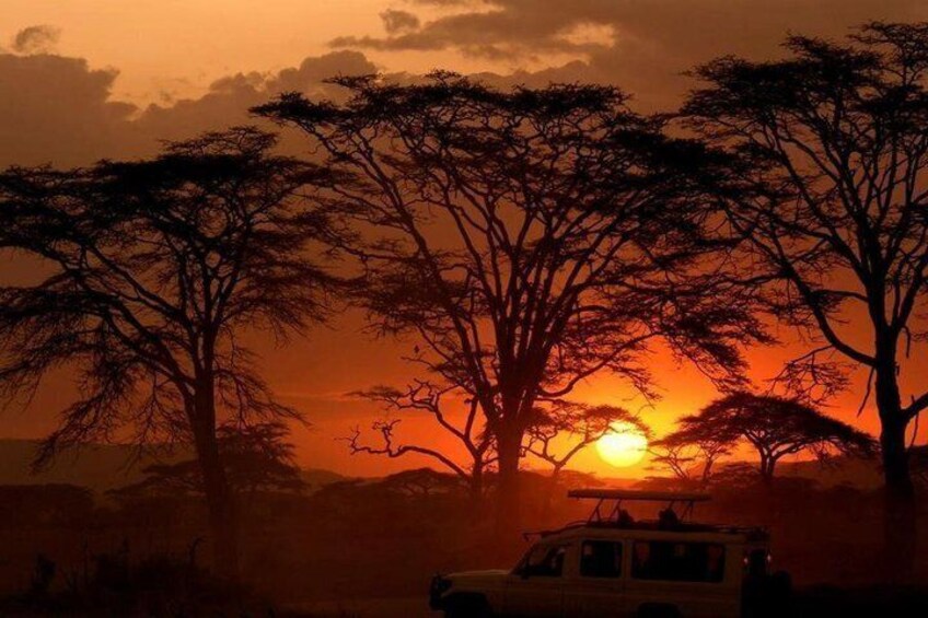 A sunset with silhouetted trees and a vehicle in a savanna landscape. 4