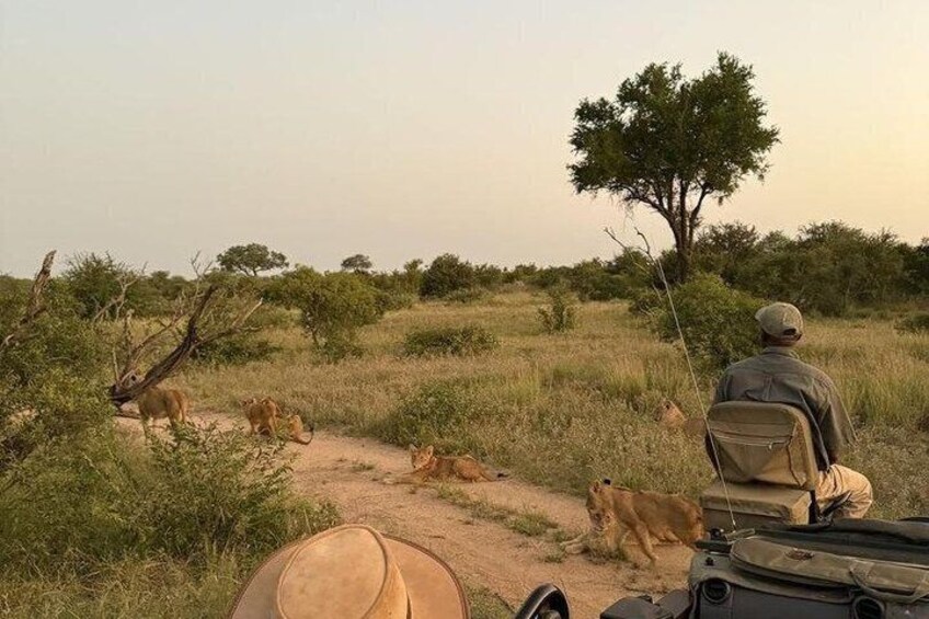 A person in safari attire observing wildlife, including lions, in a savannah landscape with sparse trees and a dirt path. 5