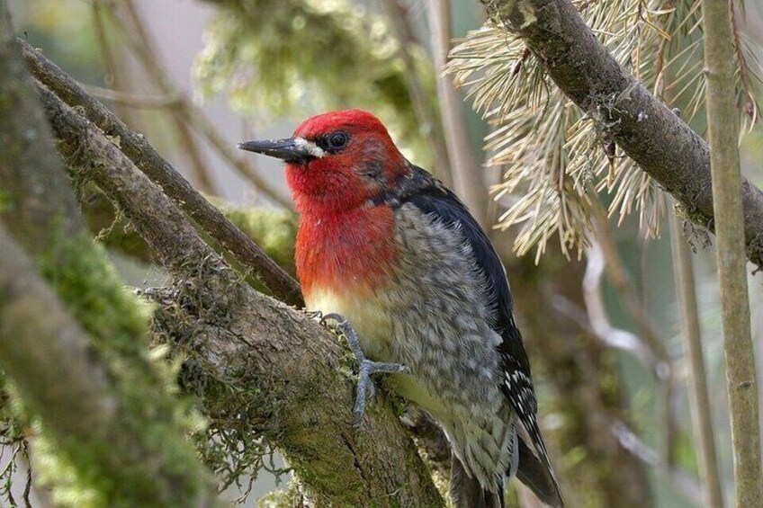 A red bird perched on a branch in a forest. 4