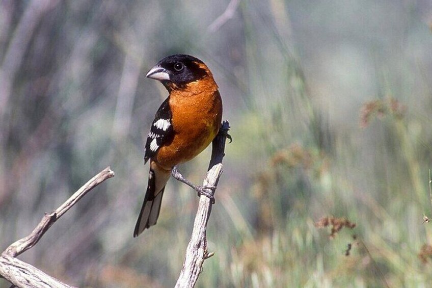 A bird perched on a branch. 5