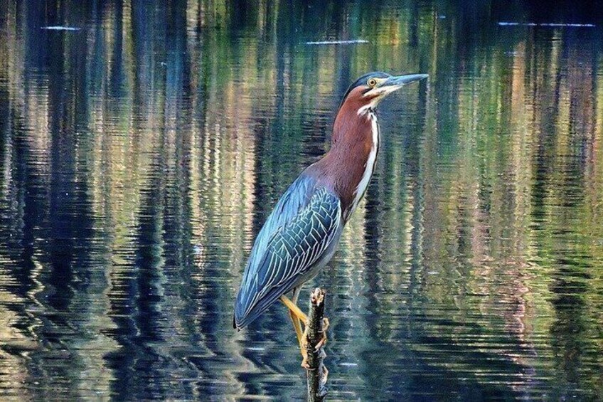 Scappoose Birdwatching Excursion 2