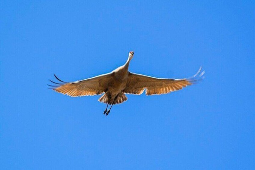 Scappoose Birdwatching Excursion 1