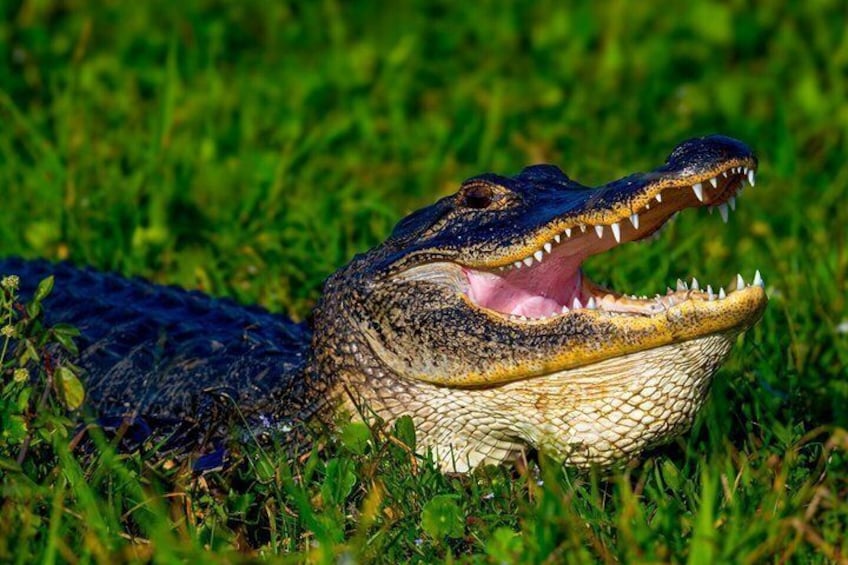 A crocodile with its mouth open, lying on grass. 2