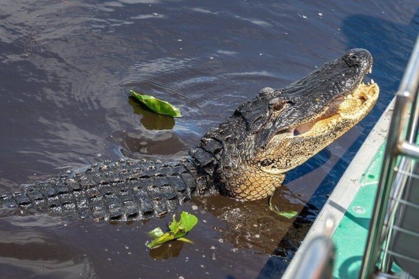 An alligator partially submerged in water with a boat in the background. 3