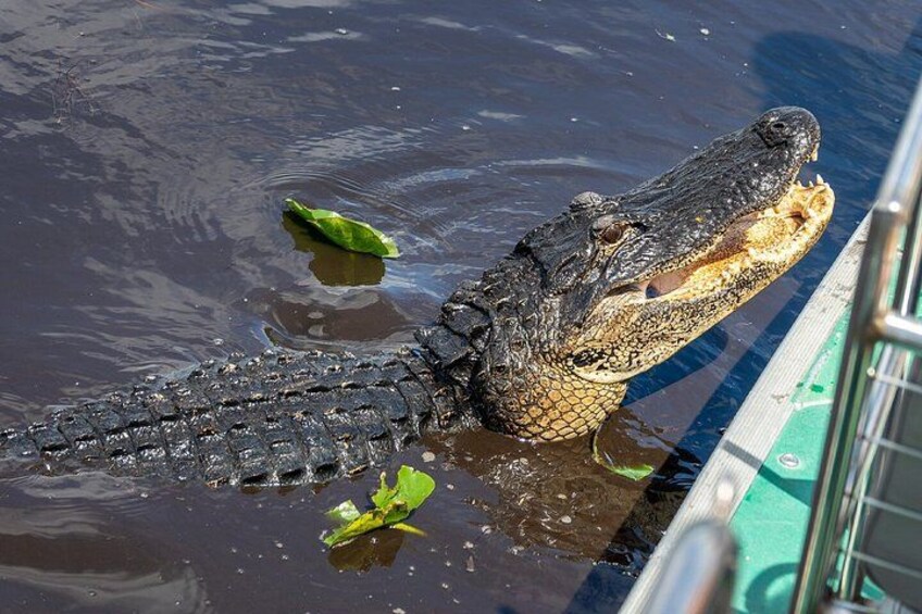 An alligator in water near a boat. 3