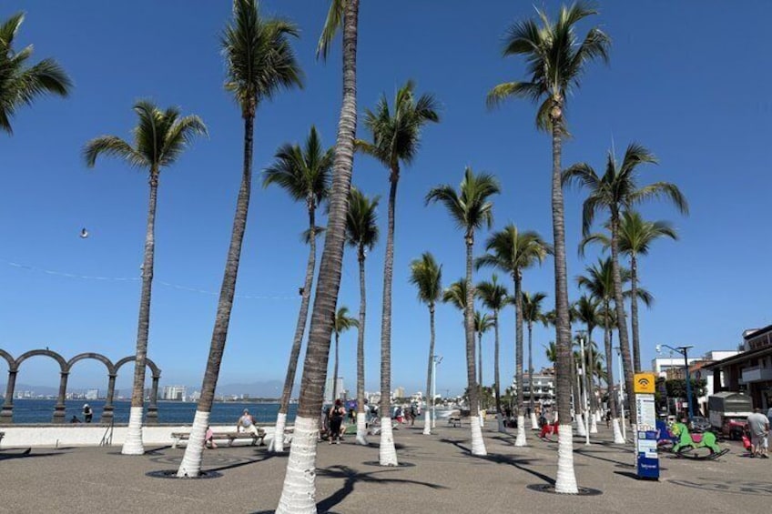 A beach with tall palm trees, a clear blue sky, and a distant view of the ocean. 4