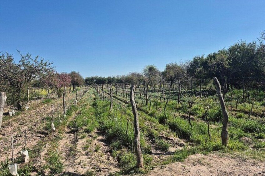 Live a unique experience in Mendoza wine and olive oil tasting 3