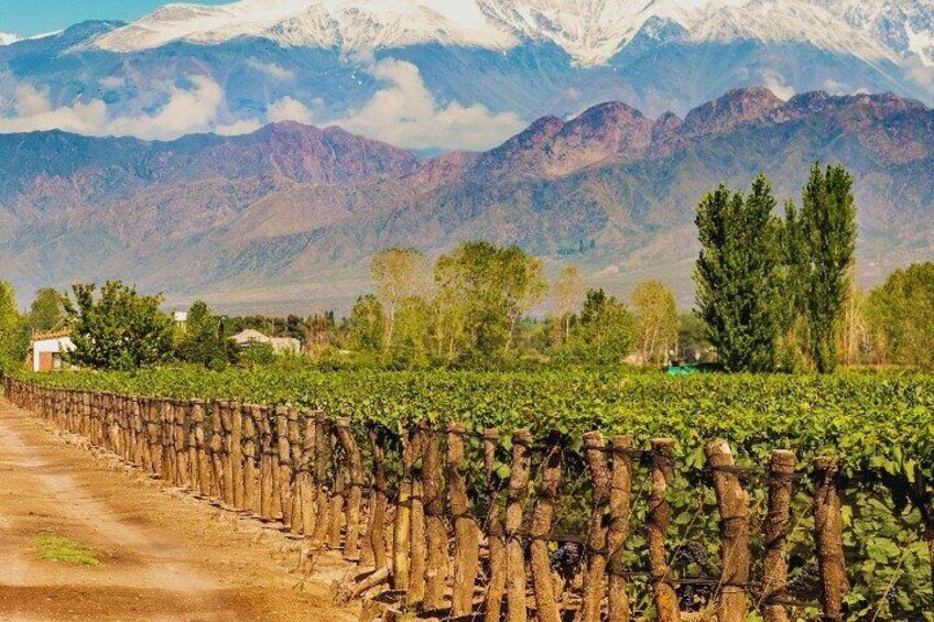 Wine is not only for drinking: in Mendoza there are wine therapy spas, where grape and wine extracts are used in rejuvenating treatments. 1