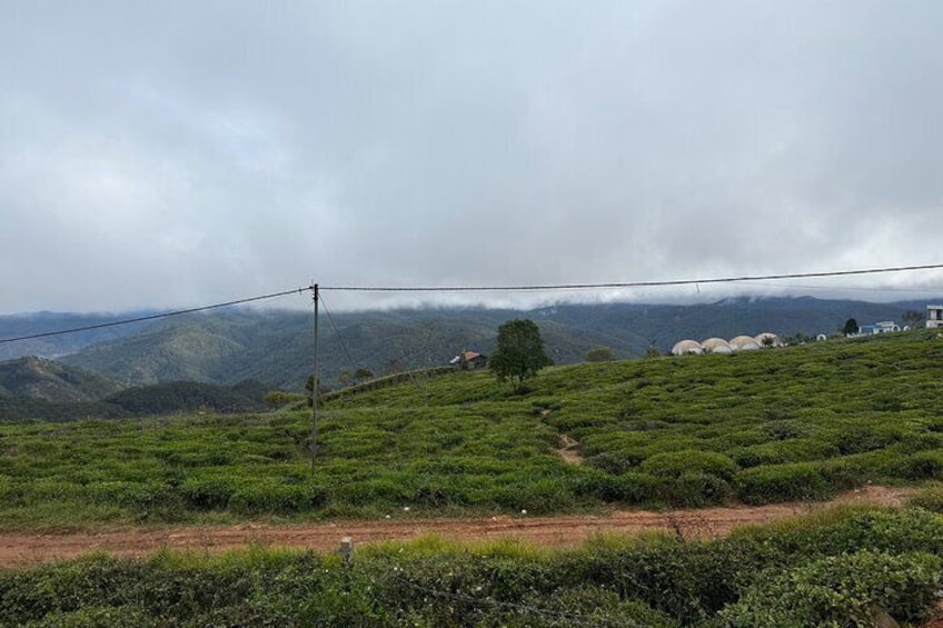 A hilly landscape with tea plantations and a few scattered buildings. 5