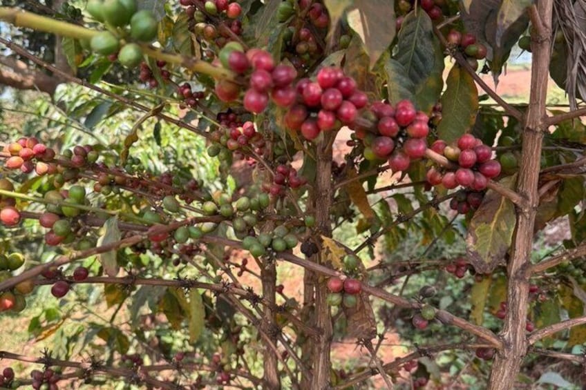 A coffee plant with clusters of green and red coffee cherries. 1