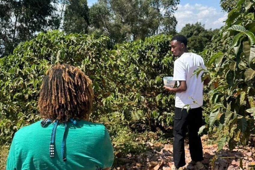 A person in a white shirt holding a container, standing among coffee plants. 5