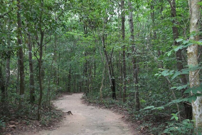 A forested trail with dense trees and a dirt path. 4