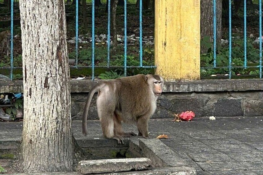 A monkey standing on a tree trunk near a concrete structure with a yellow pillar and a metal fence in the background. 3