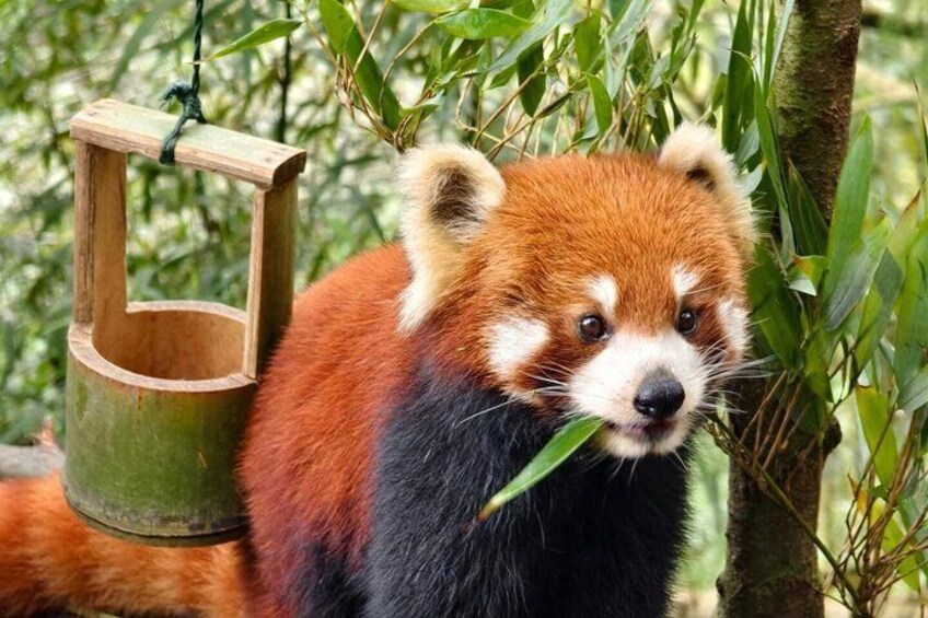A red panda with a bamboo feeder in a natural setting. 4