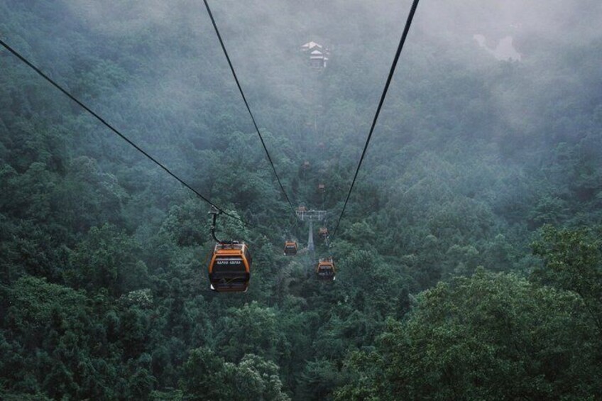 A cable car system in a dense forest. 2