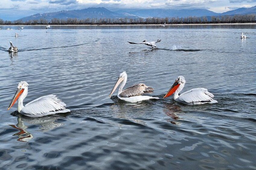 Pelicans swimming in a lake with mountains in the background. 3