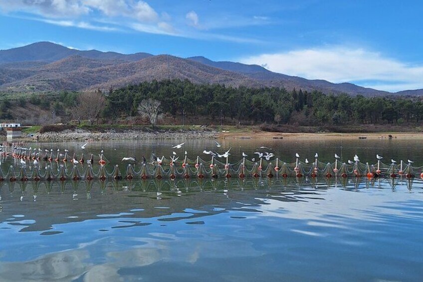 A lake with a flock of birds on the water, surrounded by mountains and trees. 5