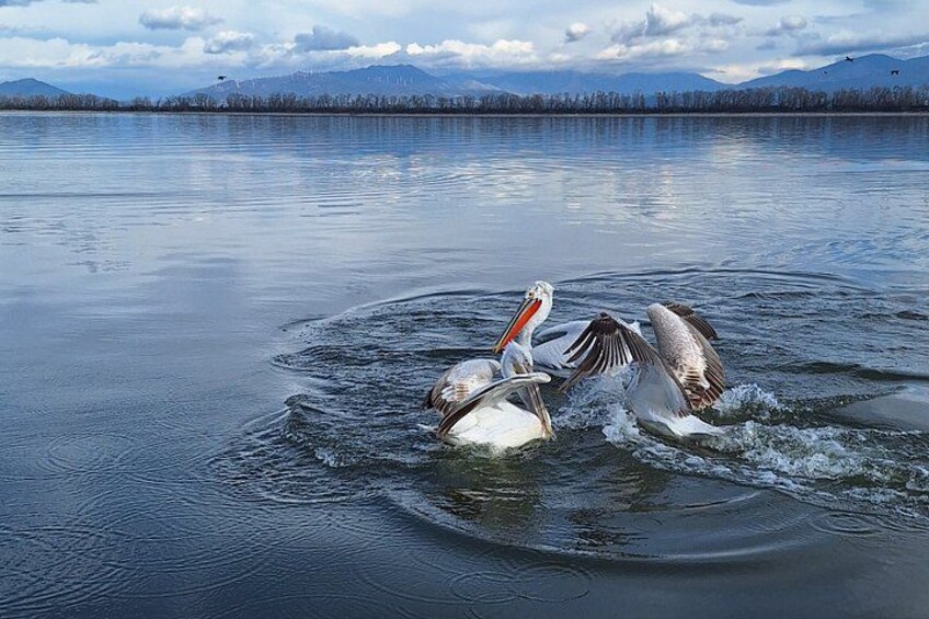 A large body of water with a swan and a pelican interacting. 4