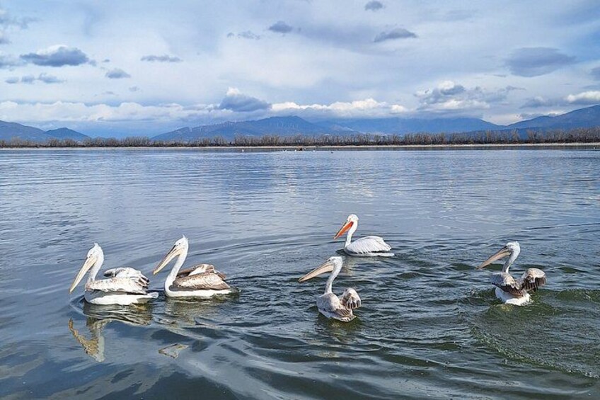 Pelicans swimming in a lake with mountains in the background. 2
