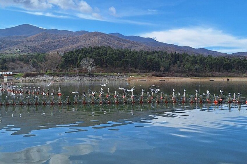 A lake with a flock of birds on the shore, mountains in the background, and a clear sky. 5