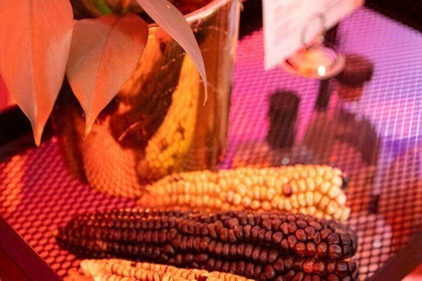 A display of corn cobs in a basket. 2
