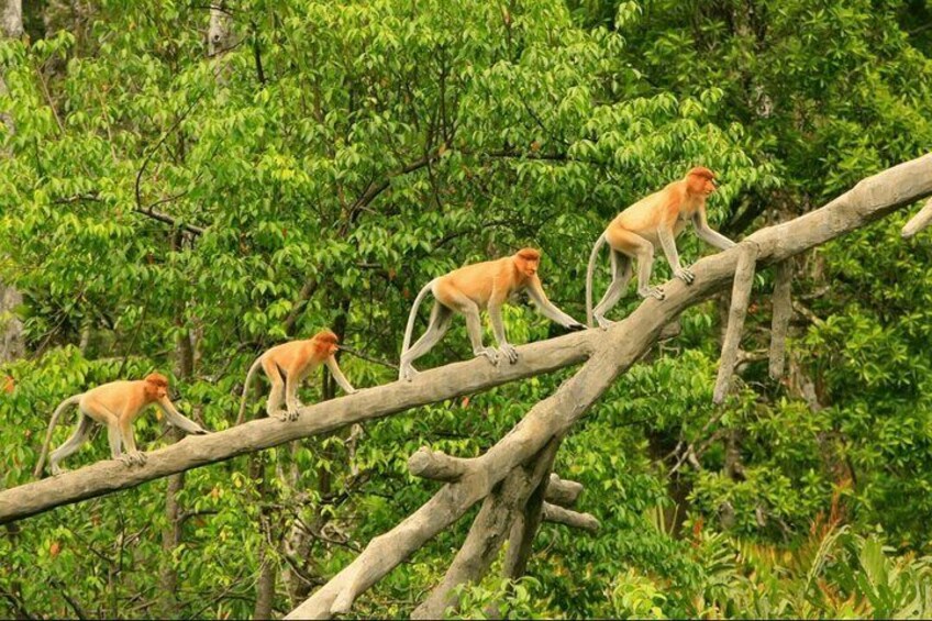 Monkeys on a tree branch in a forest. 4
