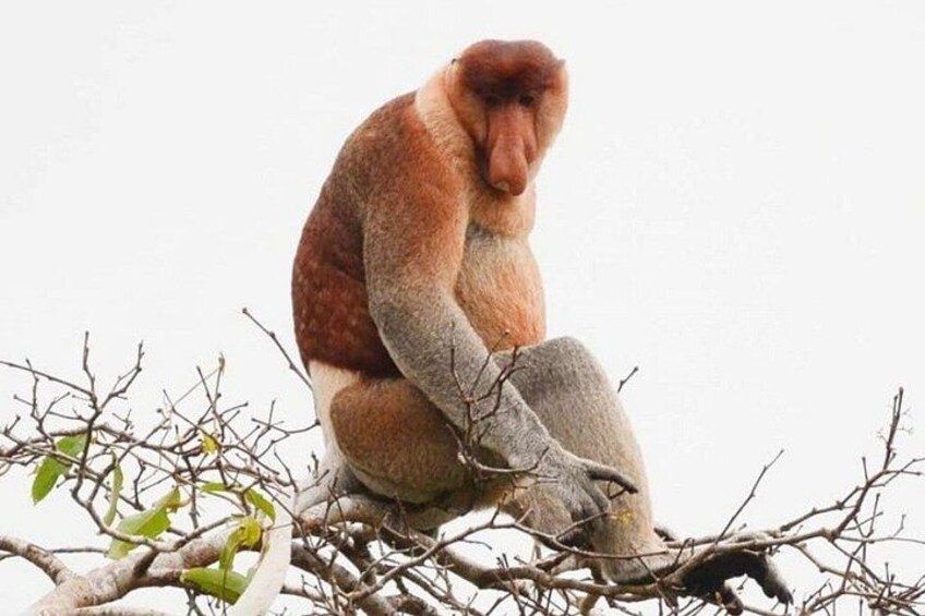 A monkey sitting on a branch. 3