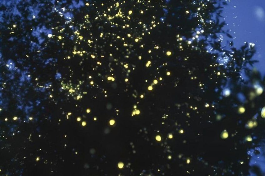 A tree with yellow lights. 1