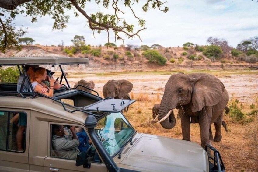 A safari vehicle with passengers observing elephants in a savannah landscape. 5