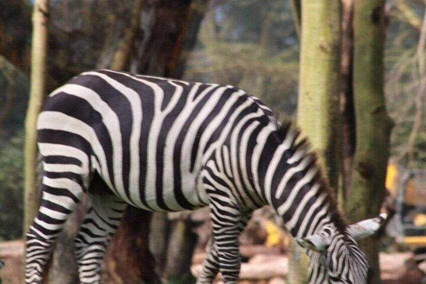 A zebra grazing in a naturalistic enclosure with trees and foliage in the background. 2