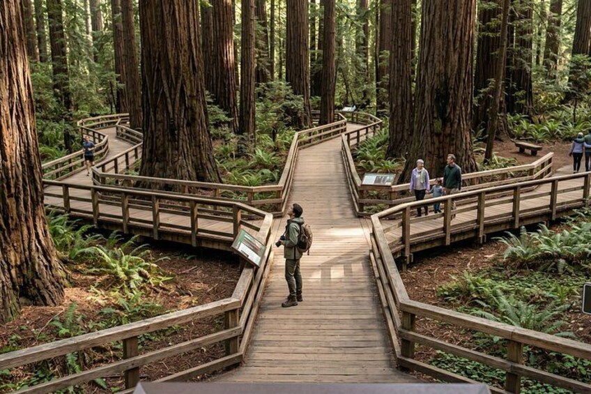A wooden boardwalk in a forest with tall trees and visitors. 5