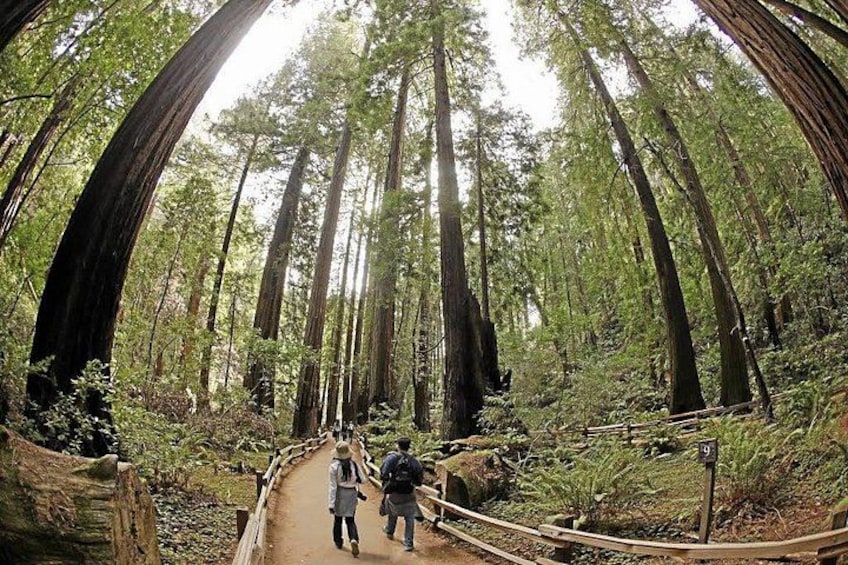 A forest trail with tall trees and a wooden walkway. 3