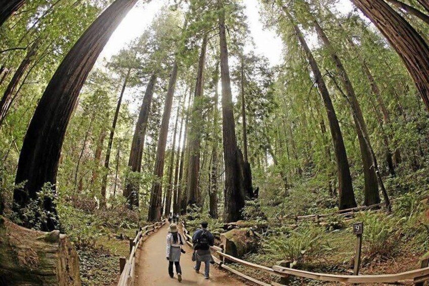 A forest trail with tall trees and a wooden boardwalk. 3