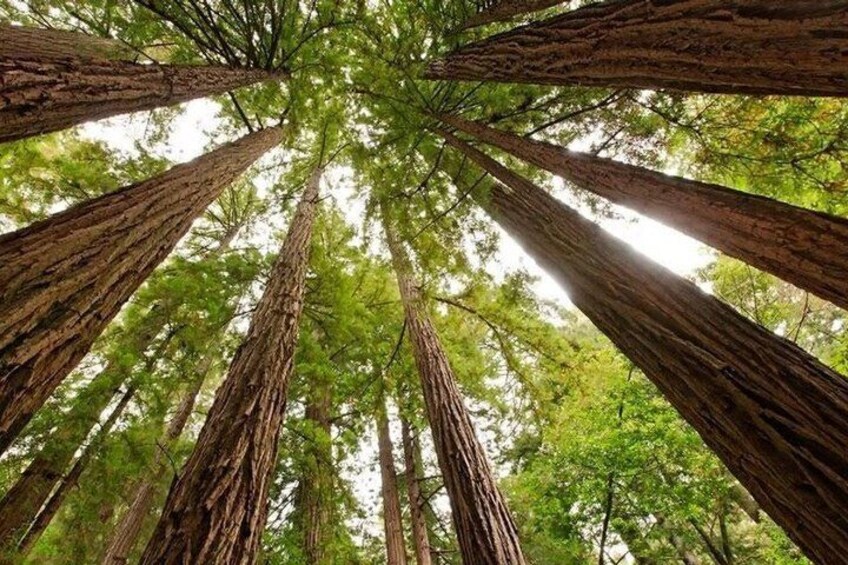Tall trees with a view of the sky through their canopy. 2