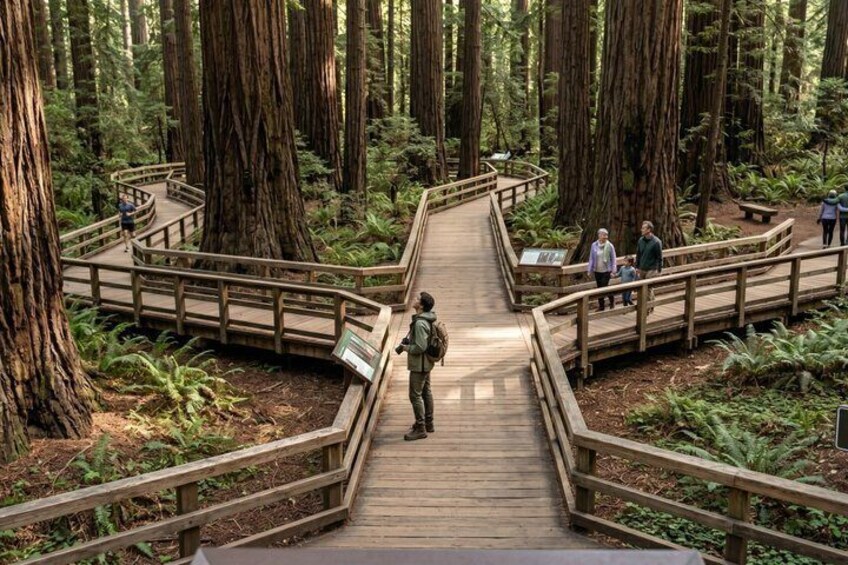 A wooden boardwalk in a forest with tall trees and visitors. 5
