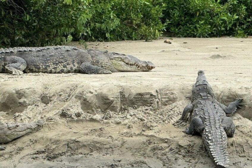 Two crocodiles resting on sandy ground with vegetation in the background. 4