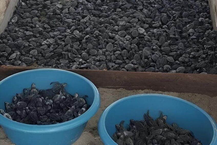 Two blue plastic bowls filled with black objects, likely fish, on a sandy surface with a bed of black gravel in the background. 5
