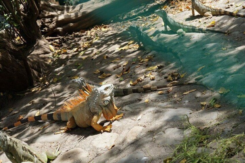 A large iguana on a sandy ground with sparse vegetation and a fallen tree in the background. 3
