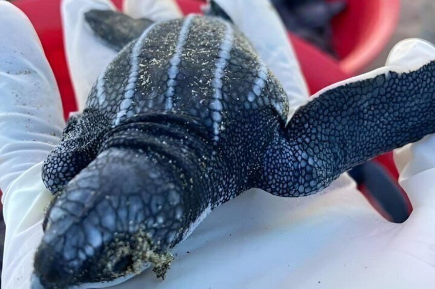 A turtle with black and white patterned shell and flippers, resting on a white surface. 1