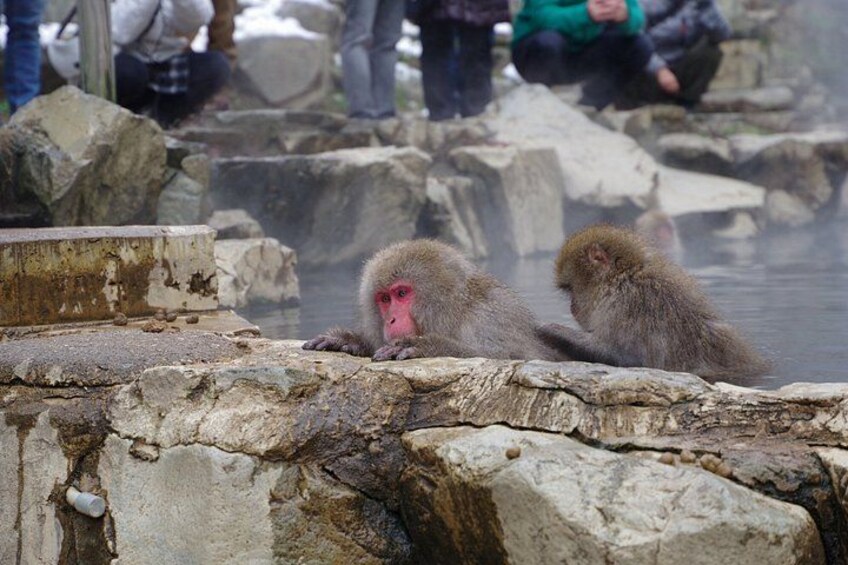 Monkeys relaxing in a hot spring with large rocks and visitors in the background. 4