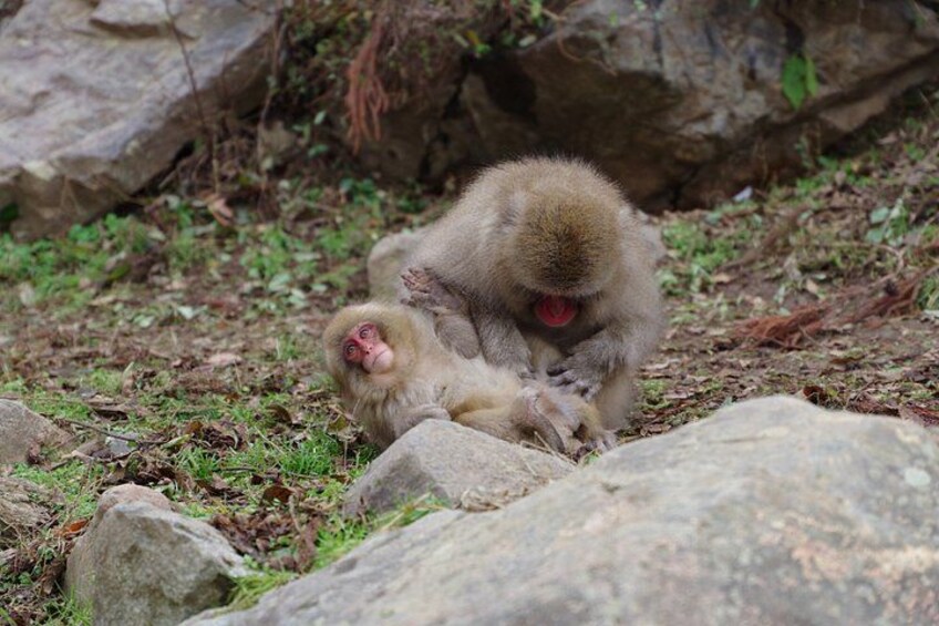 Private Snow Monkey and Nagano Highlights Day Tour 4