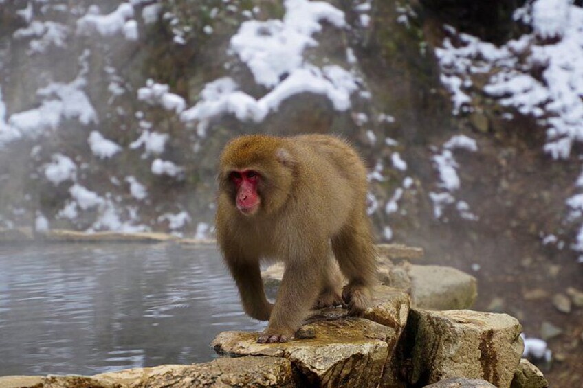 A monkey on a rock by a body of water with snow in the background. 1