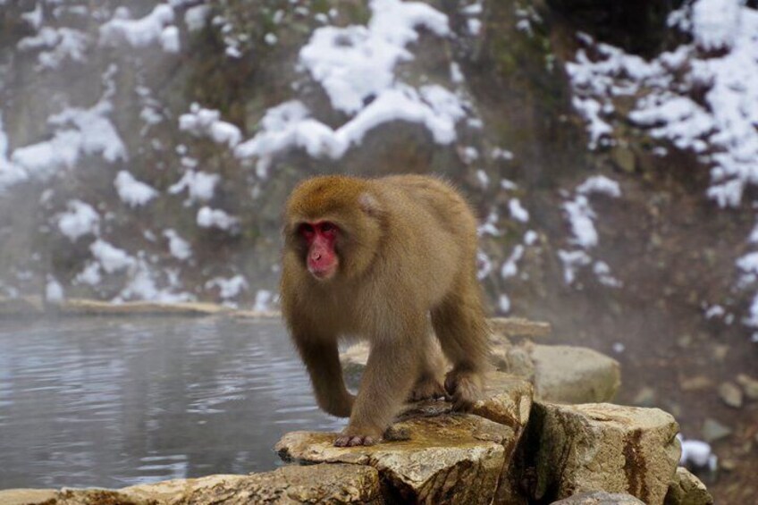 Private Snow Monkey and Nagano Highlights Day Tour 1
