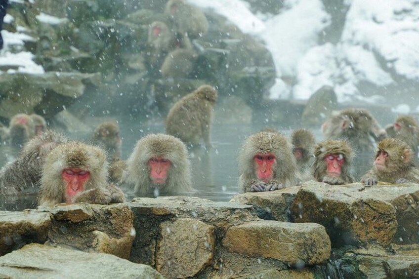 Snow-covered rocks with monkeys. 5